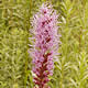 [photo of Prairie Blazing Star]