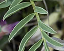 [photo of leaves]