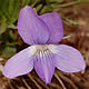 [photo of Prairie Violet]