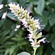 [photo of Purple Giant Hyssop]