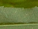 [photo of leaves]