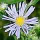 [photo of Purple-stemmed Aster]