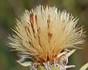 [photo of fruit]