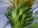 [photo of bracts (phyllaries)]