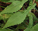 [photo of lower/mid stem leaves]
