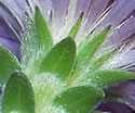 [photo of bracts (phyllaries)]
