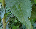 [photo of leaves]