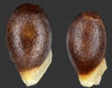 [photo of seeds]