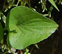 [photo of leaves]