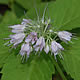 [photo of Virginia Waterleaf]