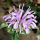 [photo of Wild Bergamot]