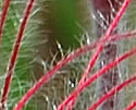 [photo of fruit]