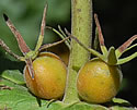 [photo of fruit]