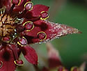 [photo of flowers]