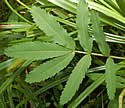 [photo of lower leaves]