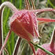 [photo of Prairie Smoke]