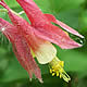 [photo of Red Columbine]