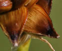 [close-up of mature spikes]