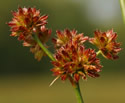 [photo of flower heads]
