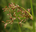 [photo of flower cluster]