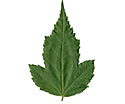 [photo of leaves]