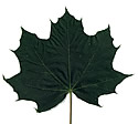 [photo of leaves]