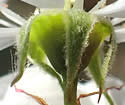 [photo of sepals and hairy flower stalks]