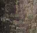 [photo of bark]