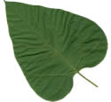 [leaf scan]