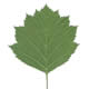 [photo of Fireberry Hawthorn]
