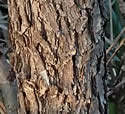 [photo of stems]