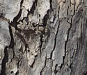 [photo of mature trunk]