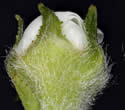 [photo of sepals, hypanthium and flower stalks]