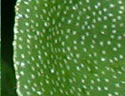 [photo of leaves]
