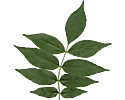 [photo of leaf with 9 leaflets]