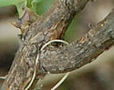 [photo of lower stem]