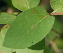 [photo of leaves]