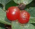 [photo of fruit]