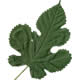 [photo of White Mulberry]