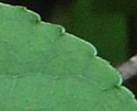  [photo of leaves]
