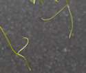 [photo of few-branched tendrils]