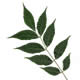 [photo of Amur Corktree]