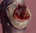 [photo of twig, buds and leaf scar]