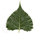 [photo of leaves]