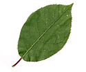 [photo of leaves]