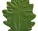 [photo of leaves]