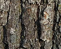 [photo of trunk]