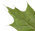 [photo of leaves]