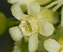 [photo of flowers]