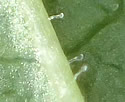 [photo of glands on leaf veins]